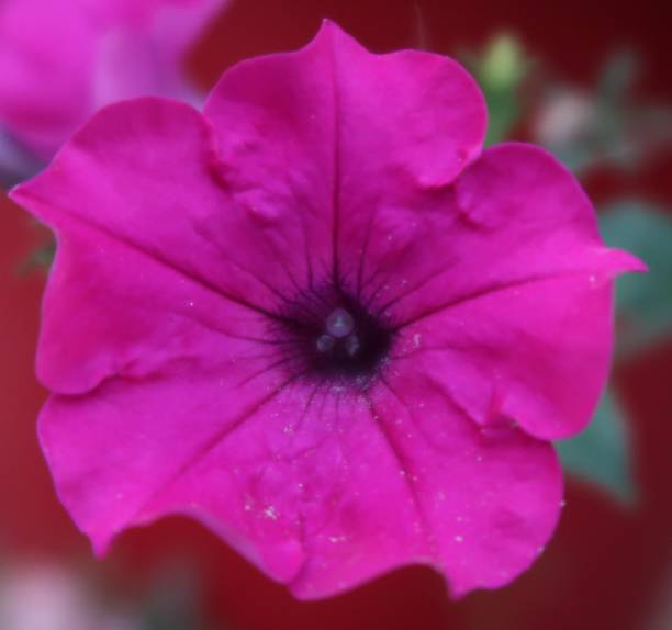 istock Purple flowers 944539406