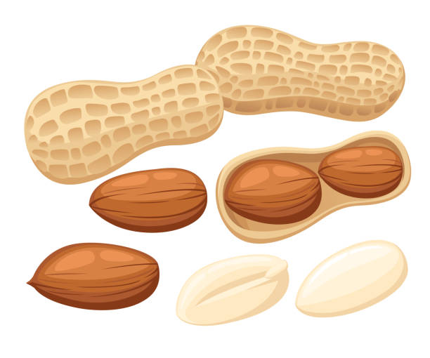 vektor-illustration-set von erdnüssen isoliert auf weißem hintergrund. design-vorlage in eps10. - peanut food snack healthy eating stock-grafiken, -clipart, -cartoons und -symbole