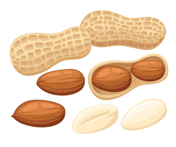 wektorowy zestaw ilustracji orzeszków ziemnych wyizolowanych na białym tle. szablon projektu w eps10. - peanut stock illustrations