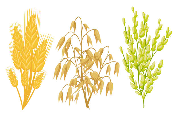 ilustraciones, imágenes clip art, dibujos animados e iconos de stock de iconos de plantas del grano de cereales. vector de orejas de trigo y centeno, semillas de trigo sarraceno y avena o cebada gavilla de mijo y arroz. mazorca de maíz de agricultura aislado y granos de leguminosas o guisante verde vainas granja cosecha del cultivo - corn corn crop corn on the cob food