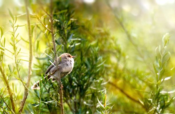 istock A female Wren on a branch in sunlight 944542586