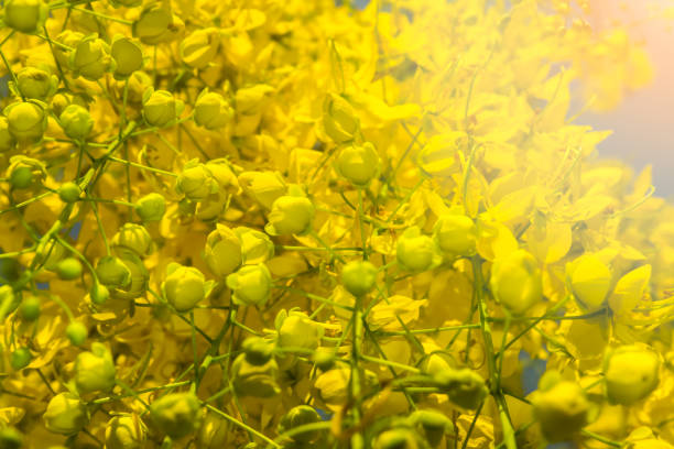 Photo showing the bright and extremely ornamental yellow flowers of a golden chain tree, more commonly known as common laburnum trees.  The seeds of a laburnum tree are extremely poisonous, and so many people now opt for seedless cultivars, where the seed pods are empty.  However, the leaves are still poisonous and quite toxic.