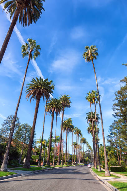 istock Beverly Hills street, Los Angeles 944549726