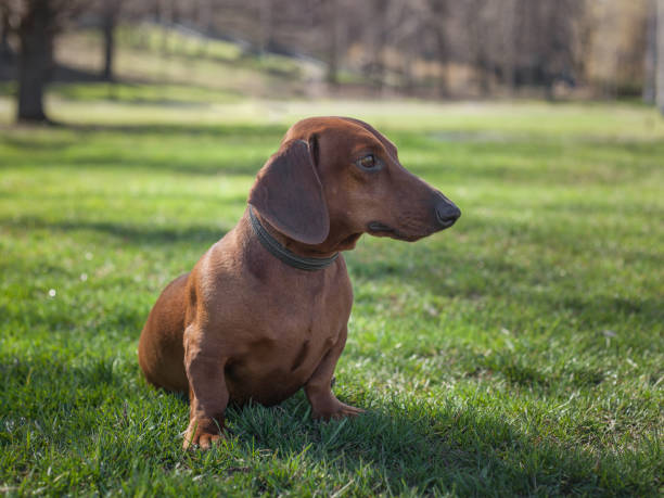istock Dachshund dog on green grass 944549936