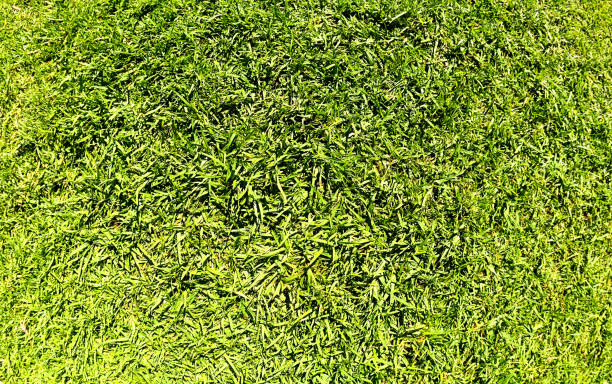 istock Patch of bright green grass distorted by fisheye 944550268