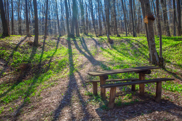 Scenic view of green grass and tree trunks in forest
