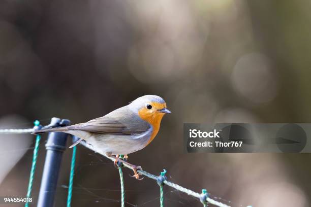 Erithacus Rubecula Robin Stock Photo - Download Image Now - Animal, Animal Wildlife, Beak