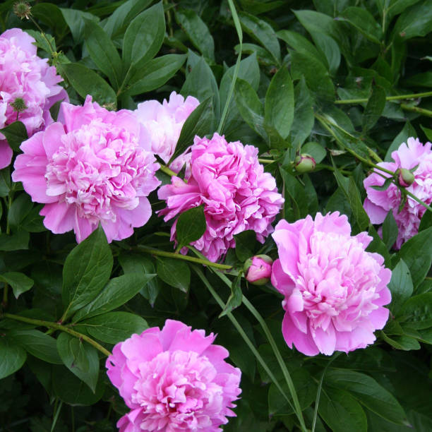istock Common peony. Paeonia officinalis. 944557950