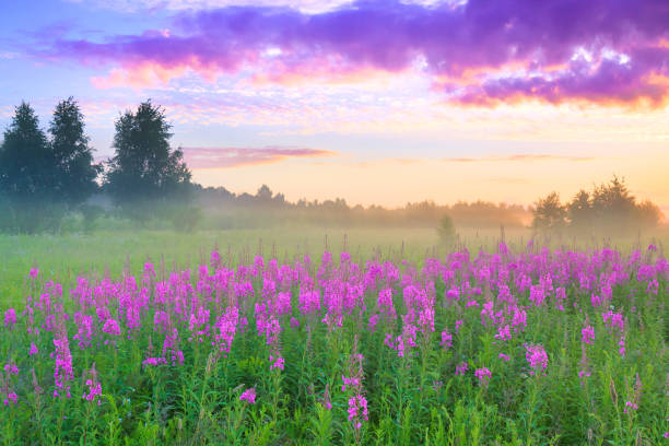 istock rural landscape with sunrise  and  blossoming meadow 944557968