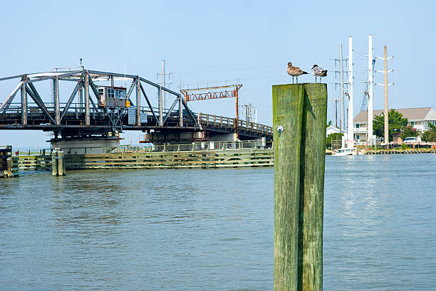 Four seagulls sitting on top of wooden posts by the blue ocean