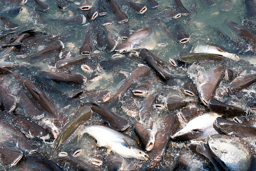 Many fish in the water.