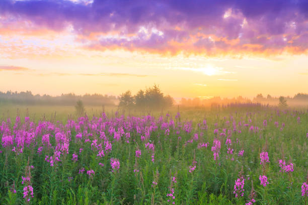 istock rural landscape with sunrise  and  blossoming meadow 944558272