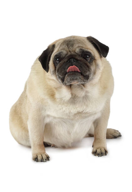 istock Purebred pug dog in a studio 944558940