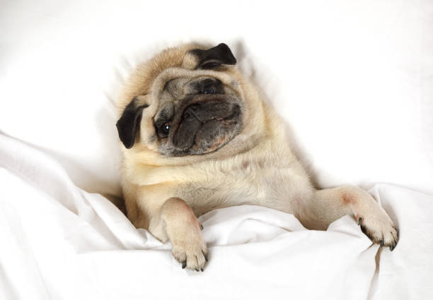 istock Pug dog resting in a bed 944558950