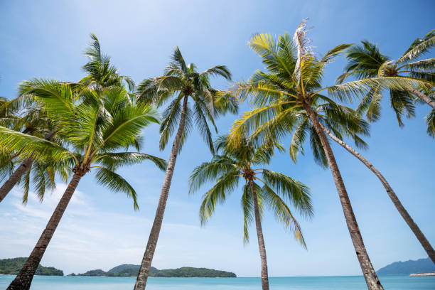 Langkawi, Malaysia: Palm trees on the beautiful Cenang beach of Langkawi Island.