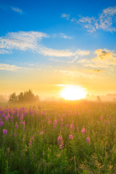 istock rural landscape with sunrise  and  blossoming meadow 944561702