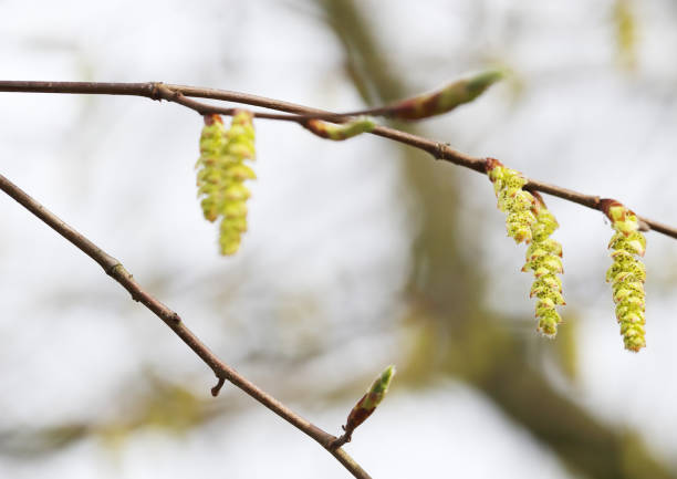Deciduous tree to 25m, with smooth silvery-gray bark striped with brown; trunk fluted. Leaves oval, pointed, somewhat pleated, sharply toothed, hairy on veins beneath. Catkins greenish to 5cm, with the leaves. Fruit in pendant clusters, surrounded by 3-lobed bracts; nuts small.Flowering Season: April-May.Habitat: Woods, hedgerows and scrub, occasionally pollarded, mostly in low altitudes.Distribution: S. Britain and Europe, north to S Sweden.In the Netherlands, this species is also planted in Parks and Gardens.