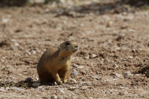 istock Utah Prairie Dog - Bryce Canyon National Park 944561946