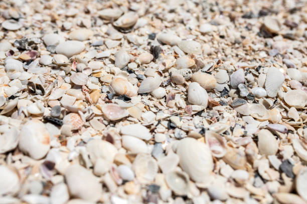Langkawi, Malaysia: Shells in the sand of the beautiful Cenang beach of Langkawi Island.