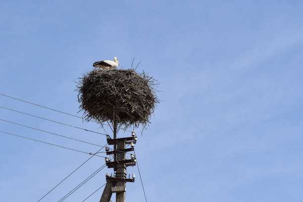 istock Stork in the nest on a power line 944562536