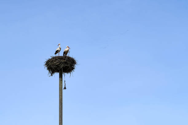 istock Stork in the nest on a power line 944562624