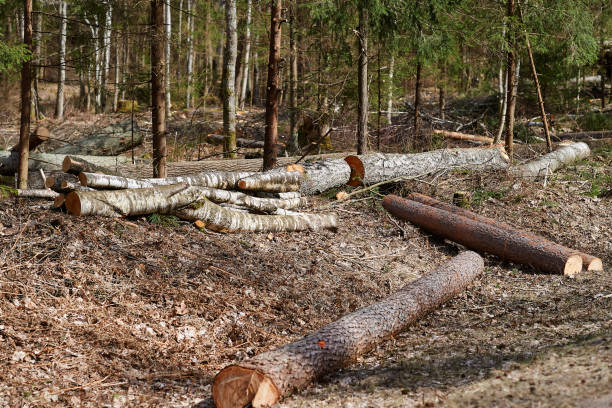 istock Spring forest felling in Lithuanian forests 944562630