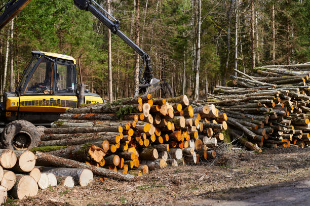 istock Spring forest felling in Lithuanian forests 944562646