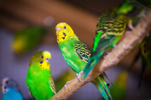 istock Close-up of a three beautiful  parrot 944565324
