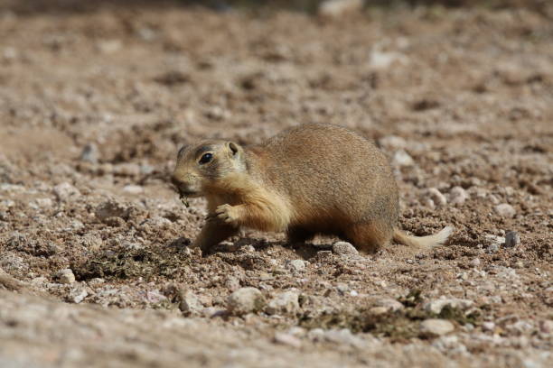 istock Utah Prairie Dog - Bryce Canyon National Park 944565388