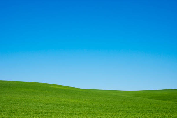 istock Perfect field of spring grass 944566846
