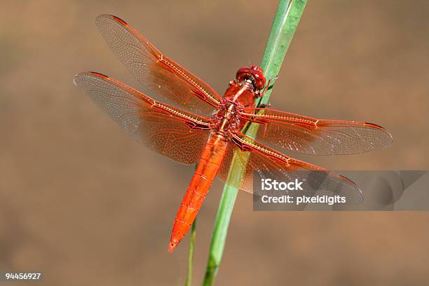 Photo libre de droit de Smaugrouge Dragonfly banque d'images et plus d'images libres de droit de Agrion - Agrion, Aile d'animal, Animaux nuisibles