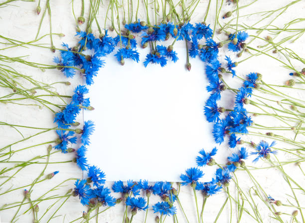 istock Rustic Frame of Blue Cornflower on white background 944569316