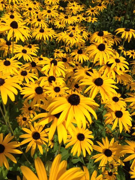 istock Yellow rudbeckia flowers 944569690