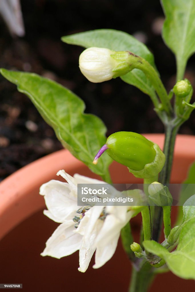 Pimenta crescimento de plantas - Foto de stock de Agricultura royalty-free