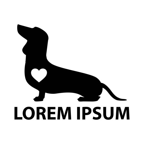 ilustraciones, imágenes clip art, dibujos animados e iconos de stock de perro dachshund - dachshund