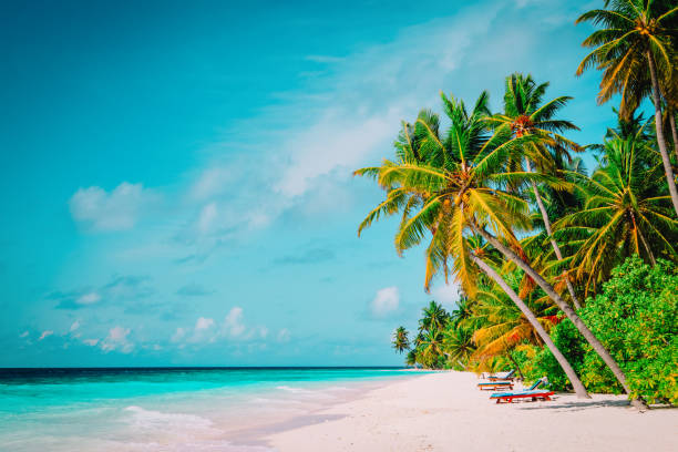 istock tropical sand beach with palm trees 944570718