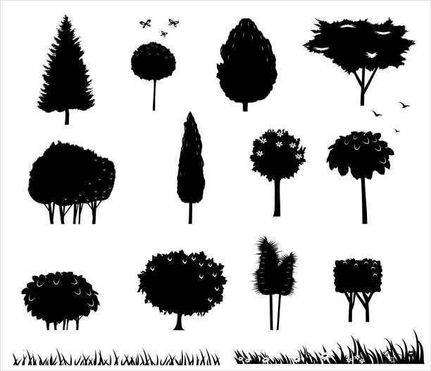 eingestellten silhouetten der bäume - poplar tree aspen tree tree winter stock-grafiken, -clipart, -cartoons und -symbole