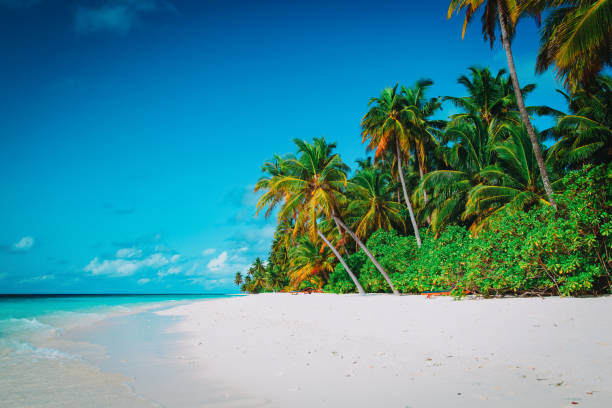 istock tropical sand beach with palm trees 944570892