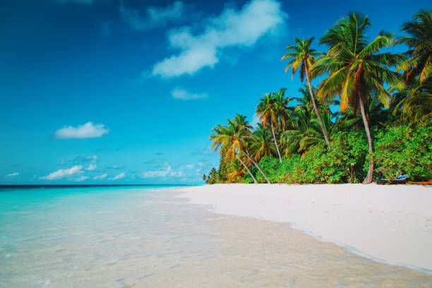 istock tropical sand beach with palm trees 944570944