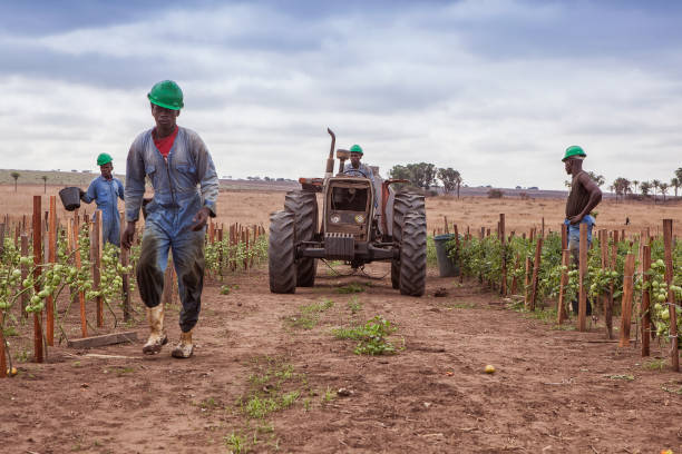 team of african farmers walking between planting with tractor. - tractor agricultural machinery agriculture commercial land vehicle imagens e fotografias de stock