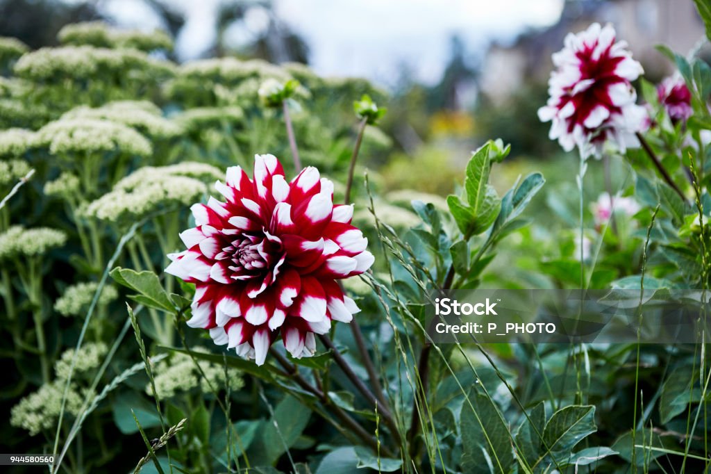 Jardin d’été suédois - Photo de Dahlia libre de droits