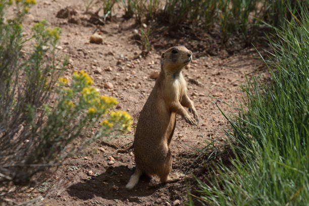 istock Utah Prairie Dog - Bryce Canyon National Park 944584826