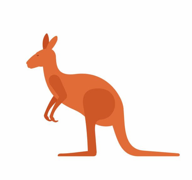 illustrations, cliparts, dessins animés et icônes de kangourou - wallaroo