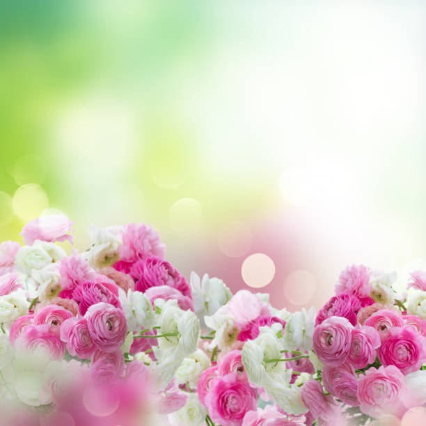 istock Pink and white ranunculus flowers 944585532