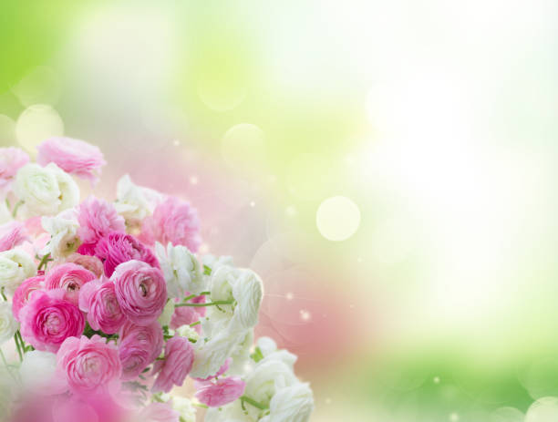 istock Pink and white ranunculus flowers 944585578