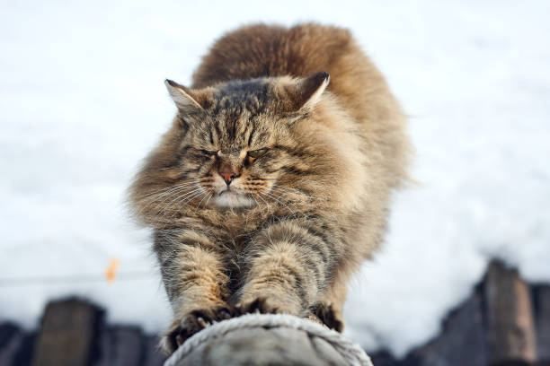 istock stretch paws sharpening siberian cat on log look 944585692