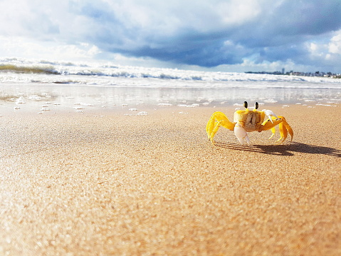 morning light, sea shore, low angle, yellow crab