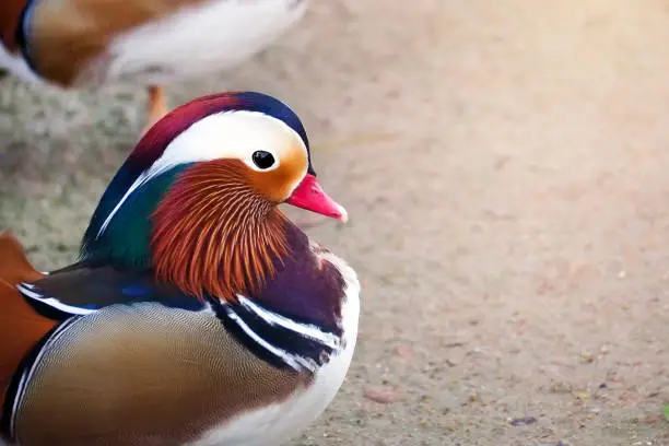 close up Wood Duck on head photo shoot