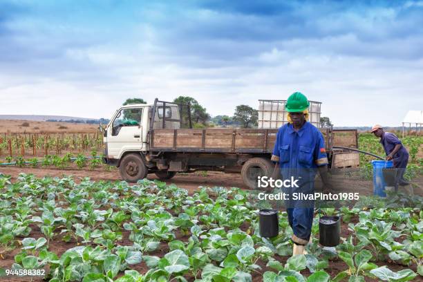 African Farmer Walking In With Buckets Of Water Between The Field Of Plantation Stock Photo - Download Image Now