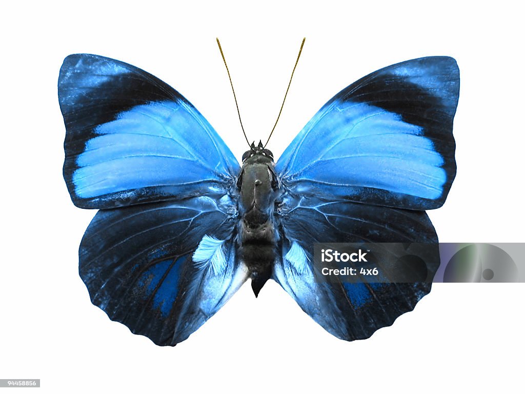 Blau-Schmetterling - Lizenzfrei Blau Stock-Foto